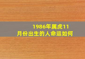 1986年属虎11月份出生的人命运如何