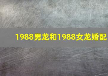 1988男龙和1988女龙婚配