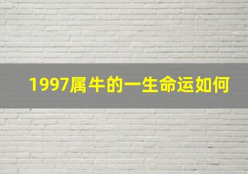 1997属牛的一生命运如何