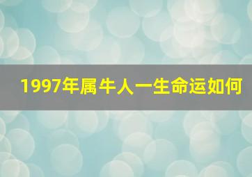 1997年属牛人一生命运如何