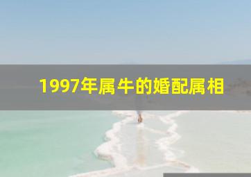 1997年属牛的婚配属相