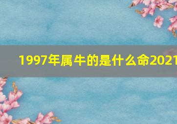 1997年属牛的是什么命2021