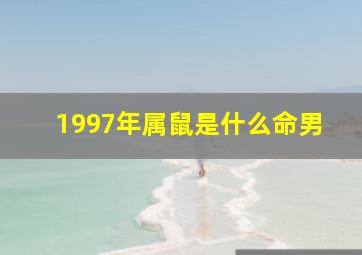 1997年属鼠是什么命男