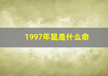 1997年鼠是什么命