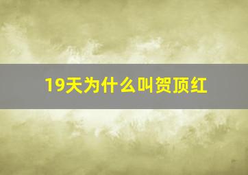 19天为什么叫贺顶红