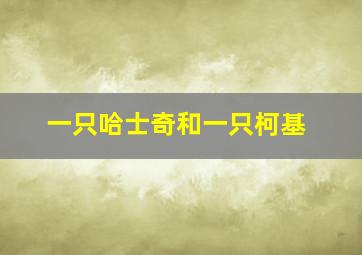 一只哈士奇和一只柯基