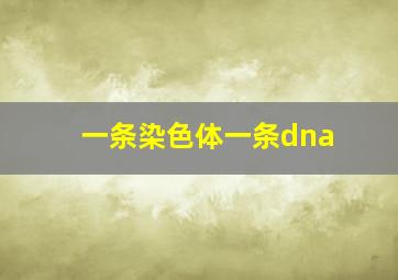 一条染色体一条dna