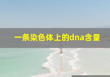 一条染色体上的dna含量