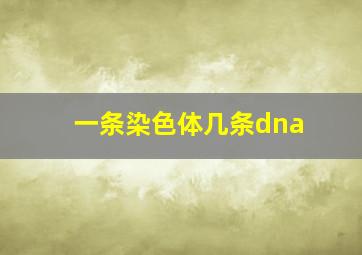 一条染色体几条dna