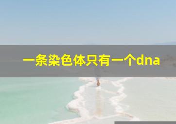 一条染色体只有一个dna