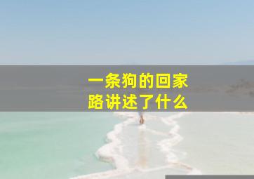 一条狗的回家路讲述了什么