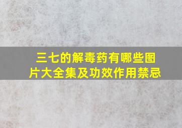 三七的解毒药有哪些图片大全集及功效作用禁忌