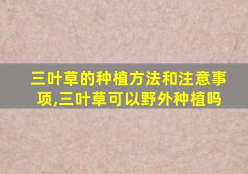 三叶草的种植方法和注意事项,三叶草可以野外种植吗