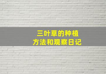 三叶草的种植方法和观察日记