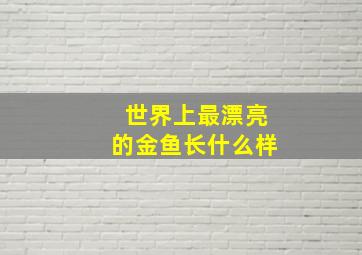 世界上最漂亮的金鱼长什么样