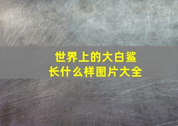 世界上的大白鲨长什么样图片大全