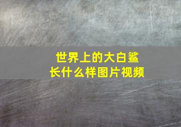 世界上的大白鲨长什么样图片视频