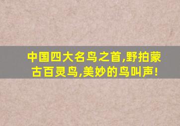 中国四大名鸟之首,野拍蒙古百灵鸟,美妙的鸟叫声!