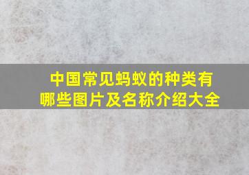 中国常见蚂蚁的种类有哪些图片及名称介绍大全