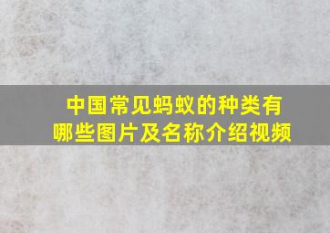 中国常见蚂蚁的种类有哪些图片及名称介绍视频