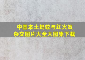 中国本土蚂蚁与红火蚁杂交图片大全大图集下载