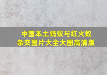 中国本土蚂蚁与红火蚁杂交图片大全大图高清版