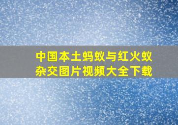 中国本土蚂蚁与红火蚁杂交图片视频大全下载