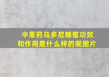 中草药乌多尼蜂蜜功效和作用是什么样的呢图片