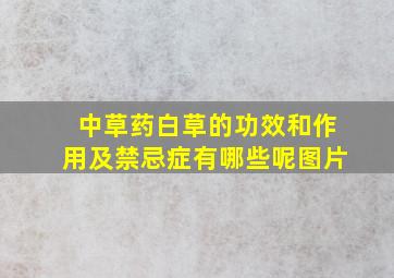 中草药白草的功效和作用及禁忌症有哪些呢图片