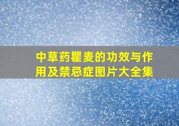 中草药瞿麦的功效与作用及禁忌症图片大全集