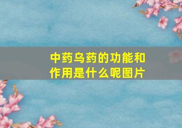 中药乌药的功能和作用是什么呢图片