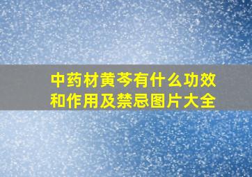 中药材黄芩有什么功效和作用及禁忌图片大全