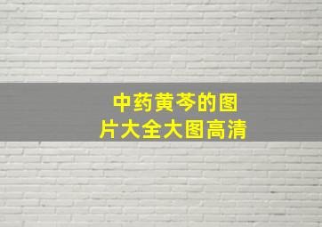 中药黄芩的图片大全大图高清