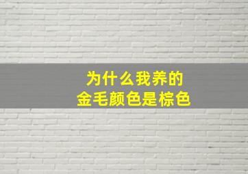 为什么我养的金毛颜色是棕色