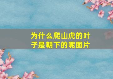 为什么爬山虎的叶子是朝下的呢图片