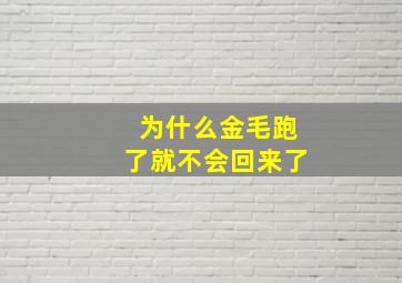 为什么金毛跑了就不会回来了