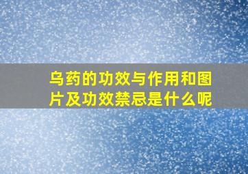 乌药的功效与作用和图片及功效禁忌是什么呢