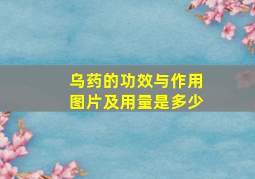 乌药的功效与作用图片及用量是多少