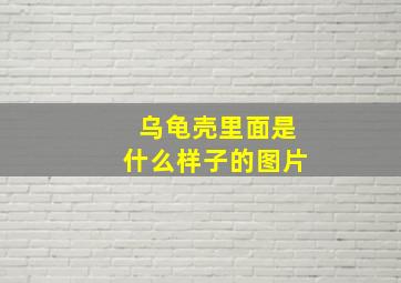 乌龟壳里面是什么样子的图片