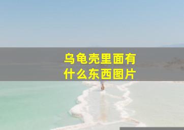 乌龟壳里面有什么东西图片