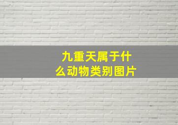 九重天属于什么动物类别图片