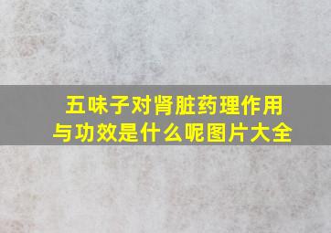 五味子对肾脏药理作用与功效是什么呢图片大全