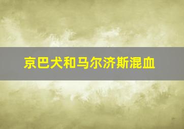 京巴犬和马尔济斯混血