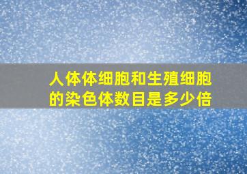 人体体细胞和生殖细胞的染色体数目是多少倍