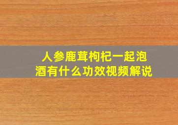 人参鹿茸枸杞一起泡酒有什么功效视频解说