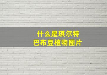 什么是琪尔特巴布豆植物图片