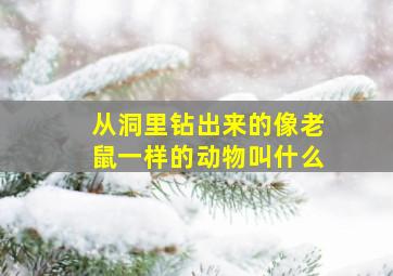 从洞里钻出来的像老鼠一样的动物叫什么