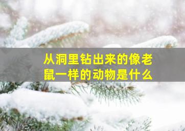 从洞里钻出来的像老鼠一样的动物是什么