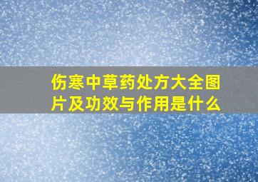 伤寒中草药处方大全图片及功效与作用是什么