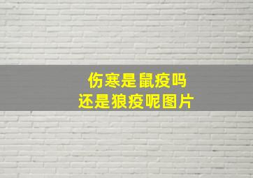 伤寒是鼠疫吗还是狼疫呢图片